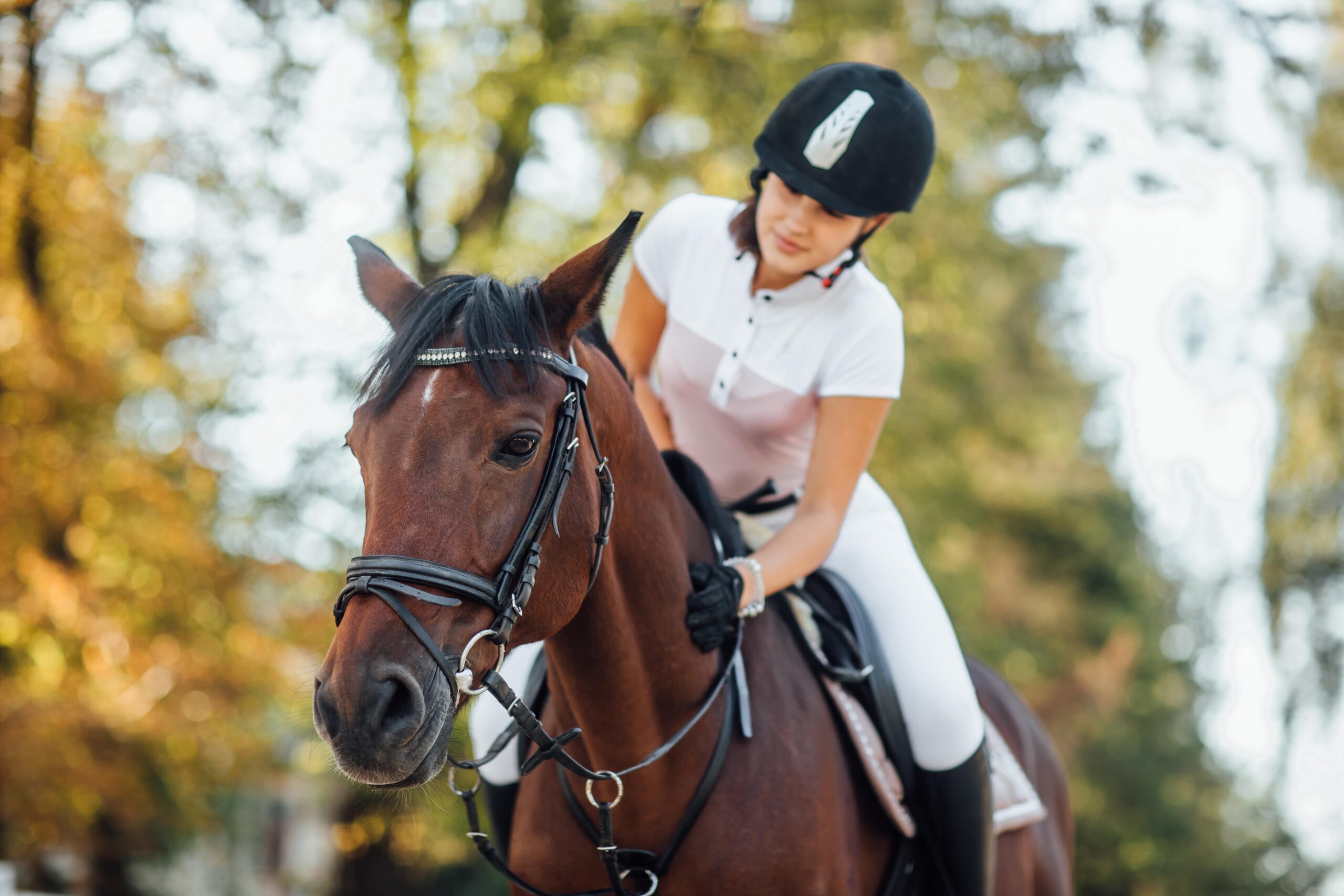 Paardensport