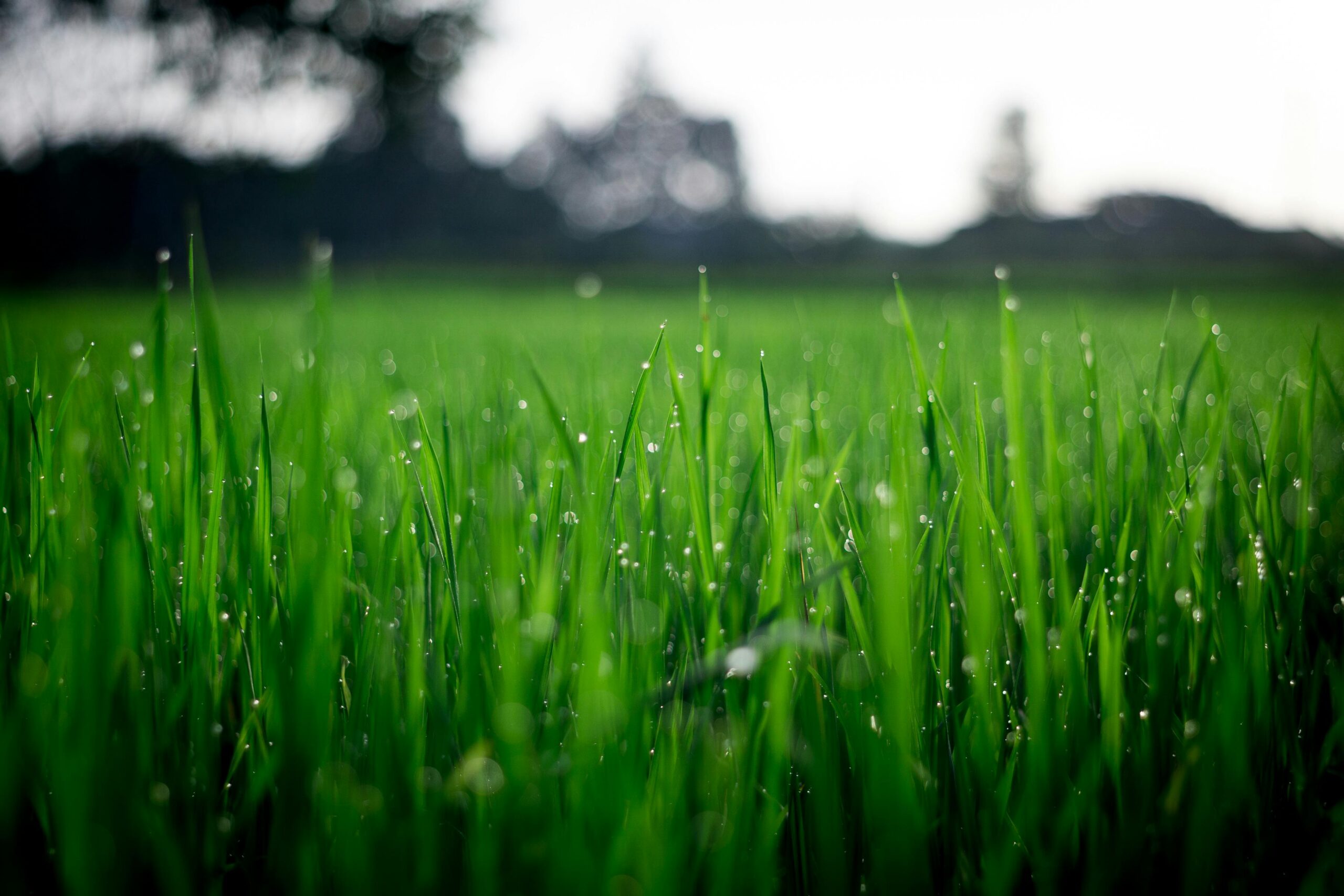 20241209 afbeelding Genieten van de natuur