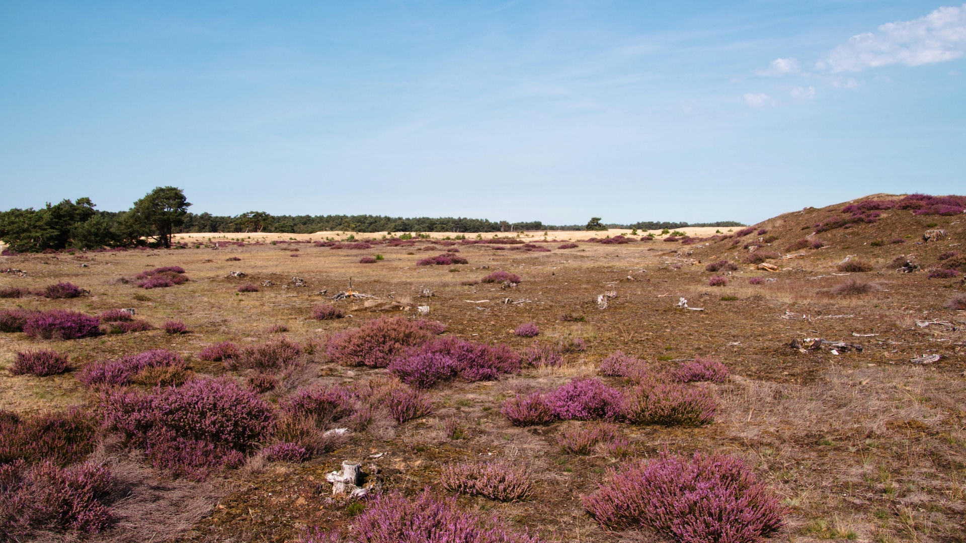 20260124_BBB Limburg stelt vragen over kap Amerikaanse eiken op de Brunssummerheide