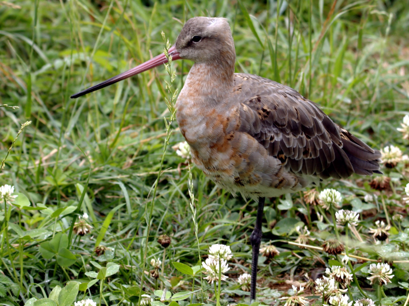 20260807_BBB Gelderland Weidevogels
