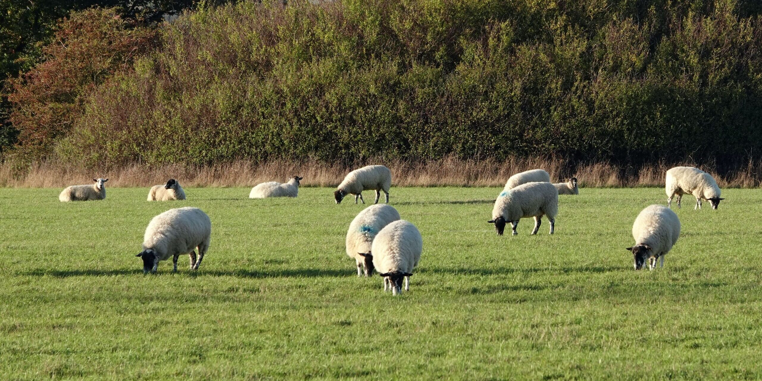 closeup-shot-sheep-grazing-pasture-min