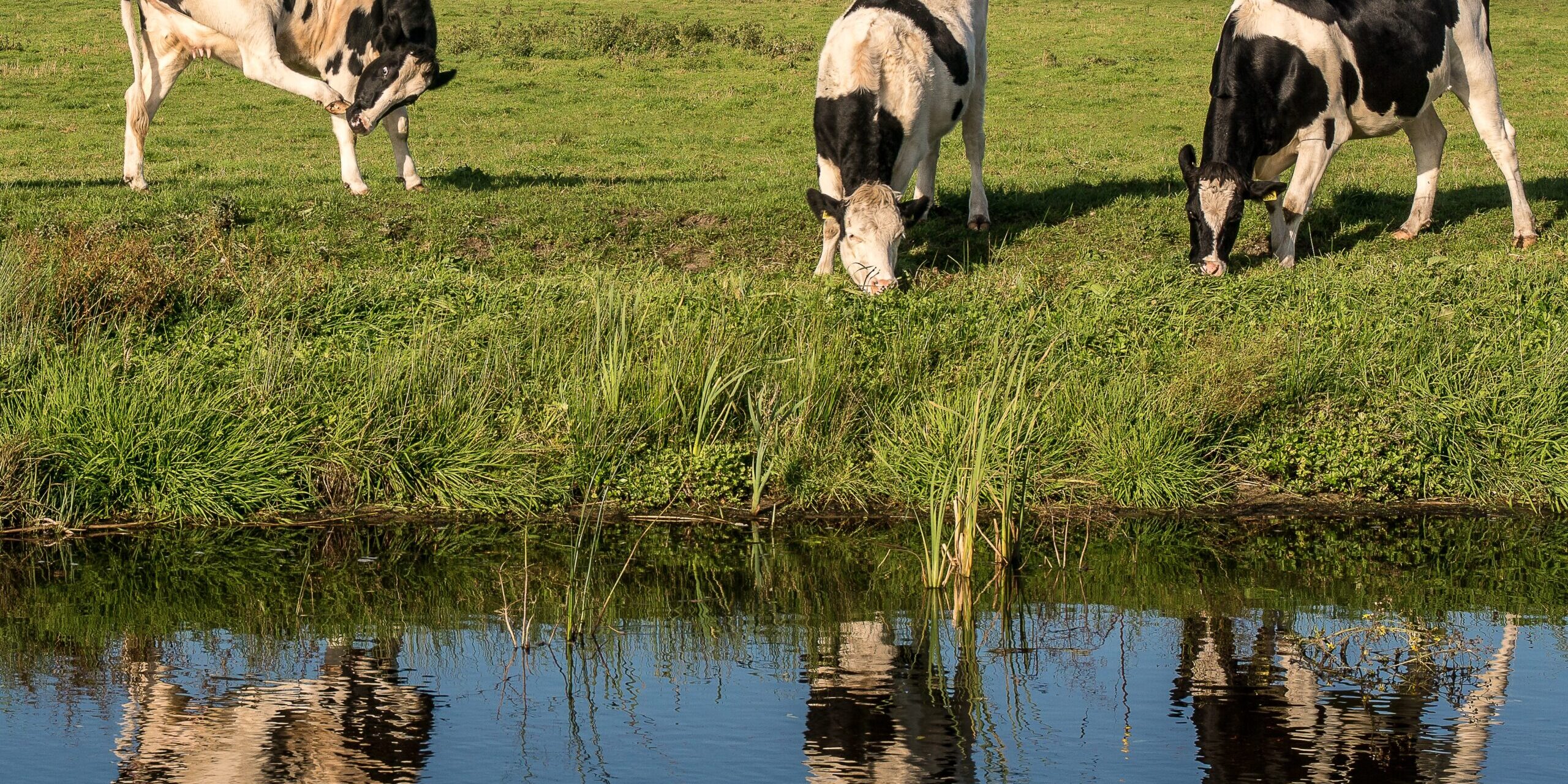 A grassy field near the water with cows eating grass at daytime