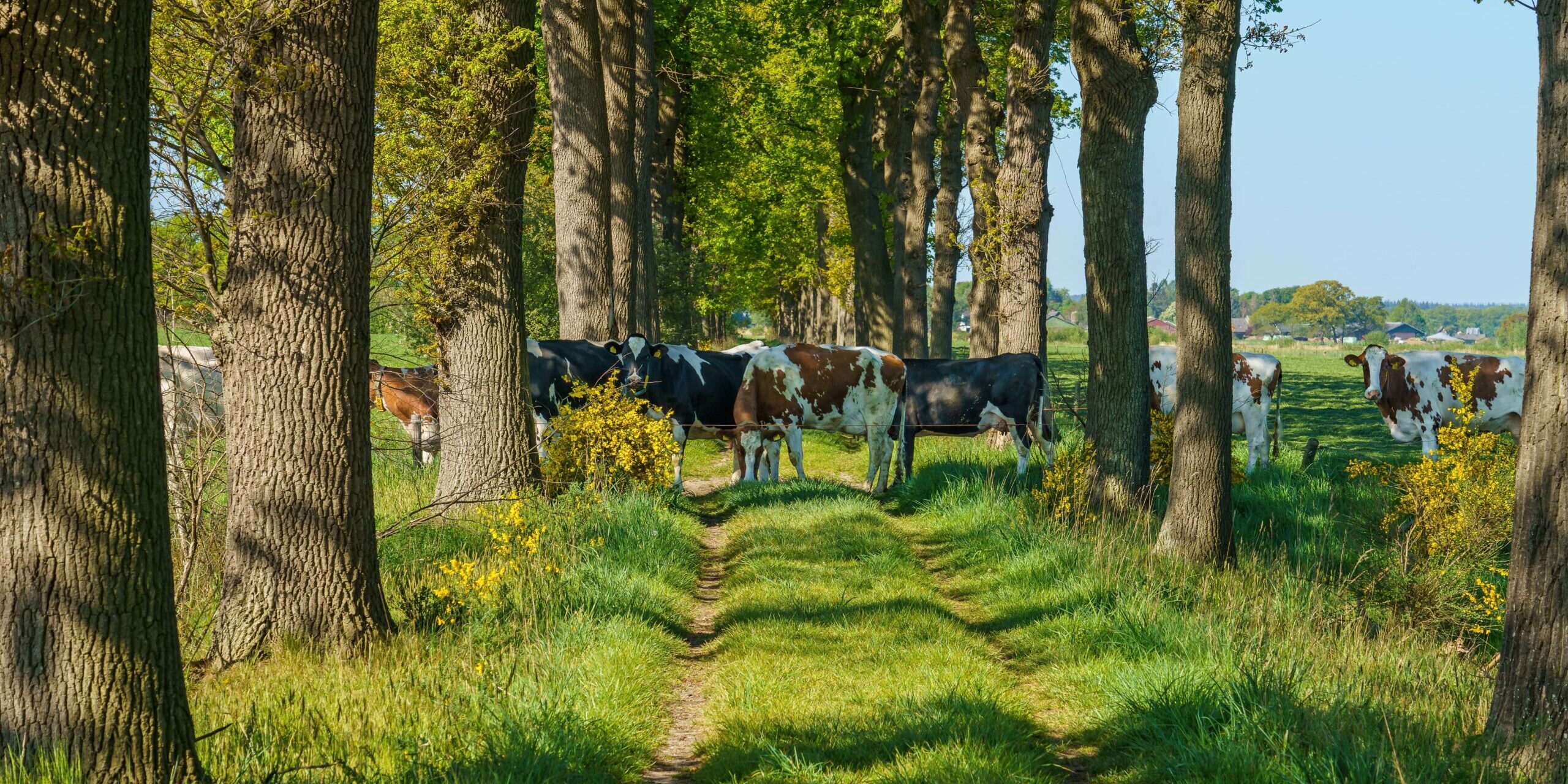 A herd of Dutch cows crossing the road surrounded by a lot of tall trees